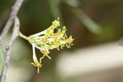 Dendrophthoe falcata var. pubescens